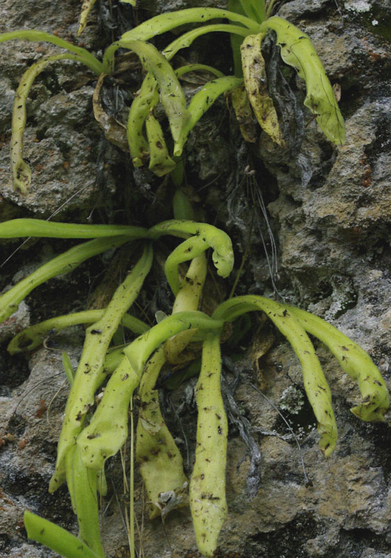 Pinguicula longifolia subsp. longifolia